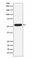 WASP Antibody